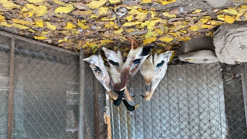 956DA99B-9A73-40FB-9374-0AE8CEF7528C - Rate alergătoare indiene argintiu-sălbatic