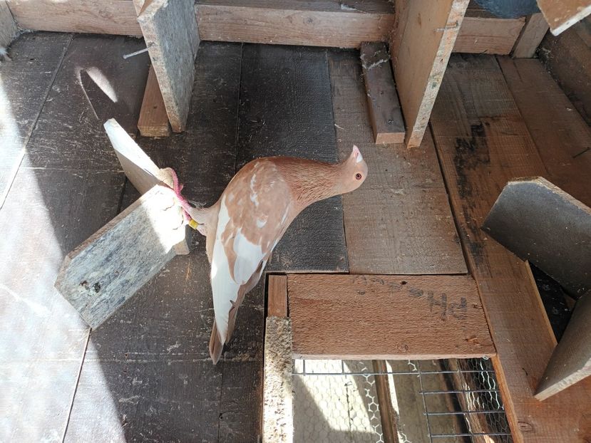 inbound5475352942777950833 - Voiajori ceva culori rare