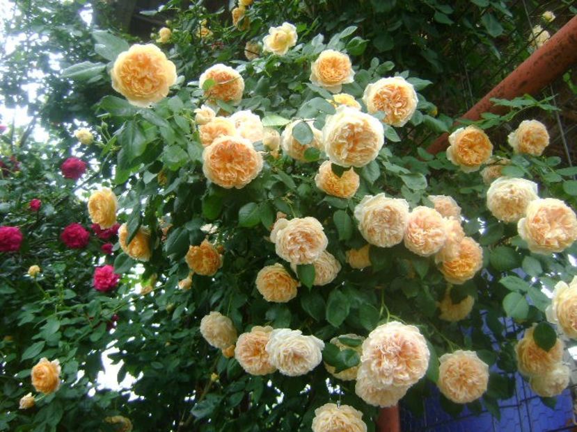  - Crown Princess Margaret nr 18 Dimov
