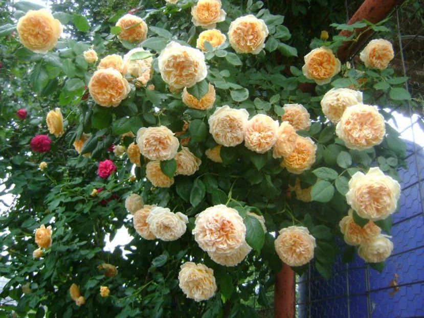  - Crown Princess Margaret nr 18 Dimov