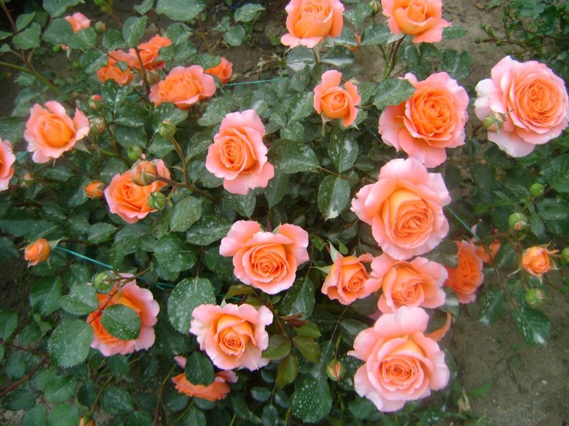  - Orange Meilove floribunda Meilland -2019-2020