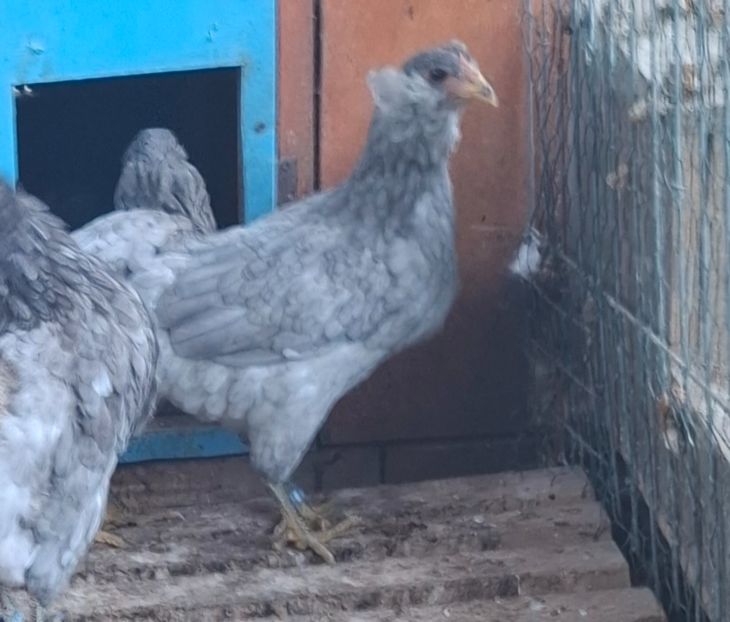  - Gaini Araucana Albastru