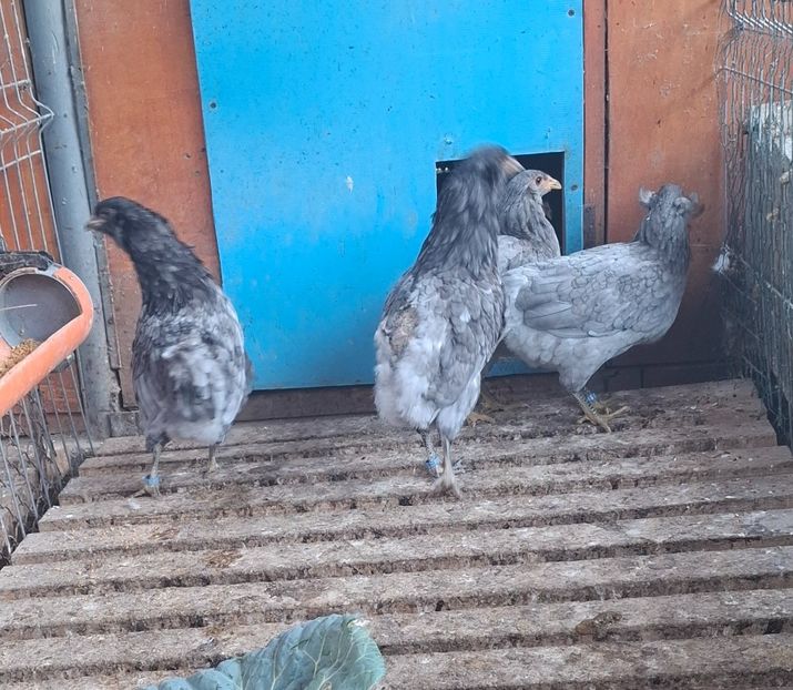 Ar albastru 2024 - Gaini Araucana Albastru