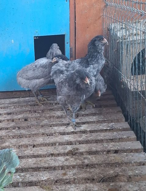  - Gaini Araucana Albastru