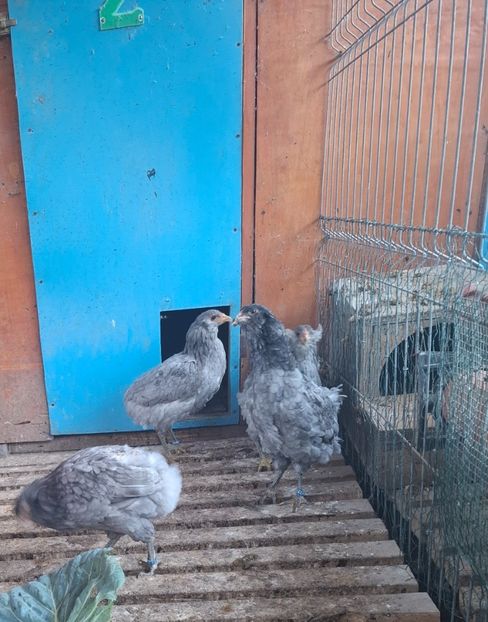  - Gaini Araucana Albastru