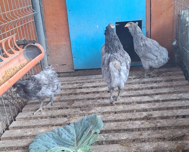 - Gaini Araucana Albastru