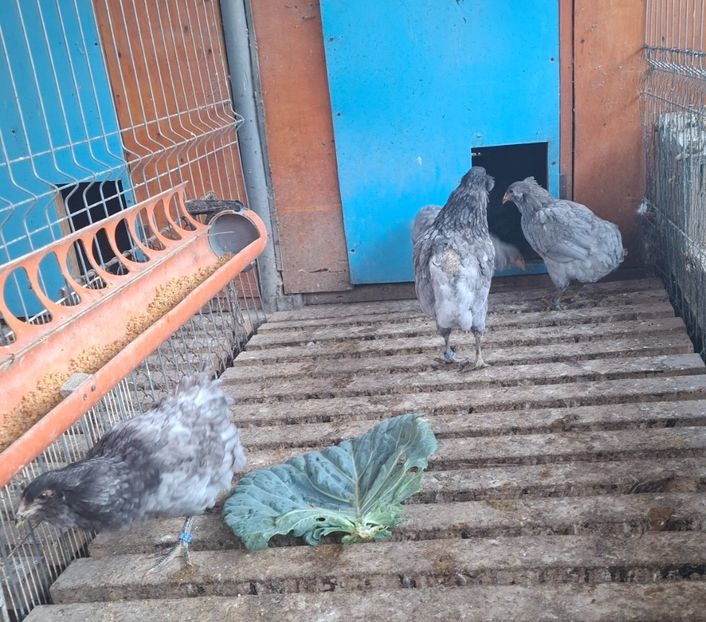  - Gaini Araucana Albastru