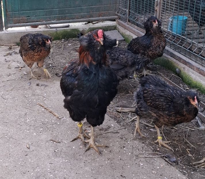  - Gaini Araucana Potarnichiu