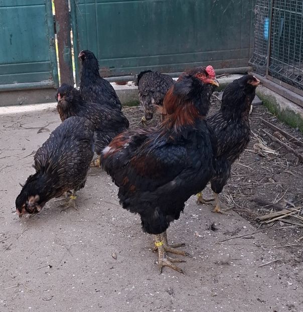  - Gaini Araucana Potarnichiu