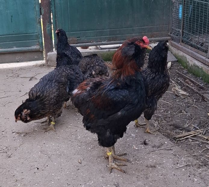  - Gaini Araucana Potarnichiu