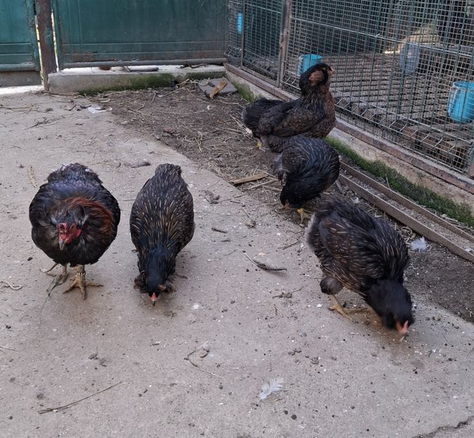  - Gaini Araucana Potarnichiu