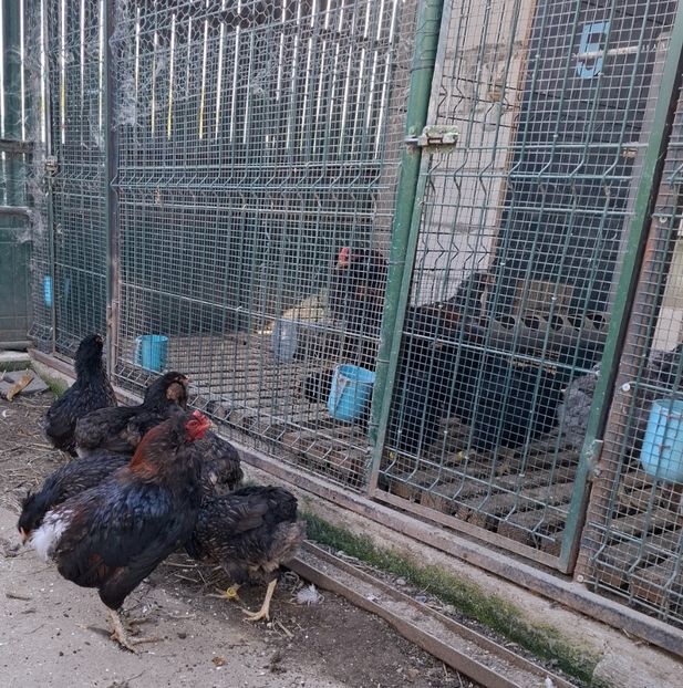  - Gaini Araucana Potarnichiu