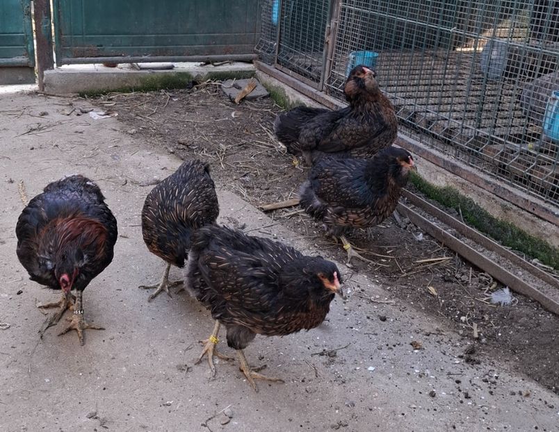  - Gaini Araucana Potarnichiu