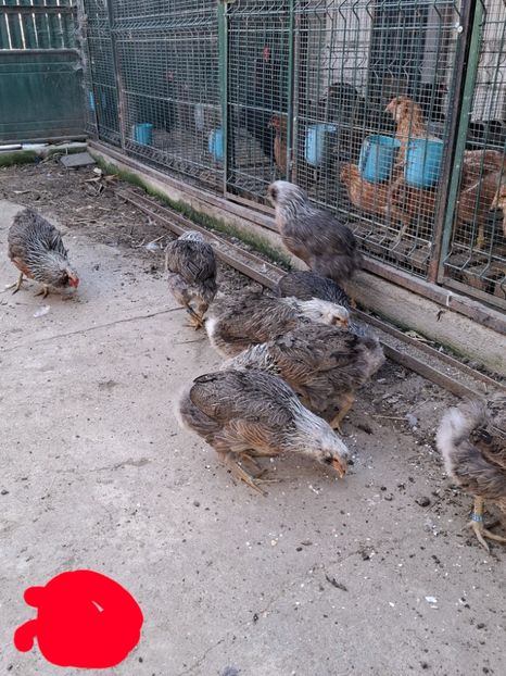  - Găini Araucana Argintiu -Silver