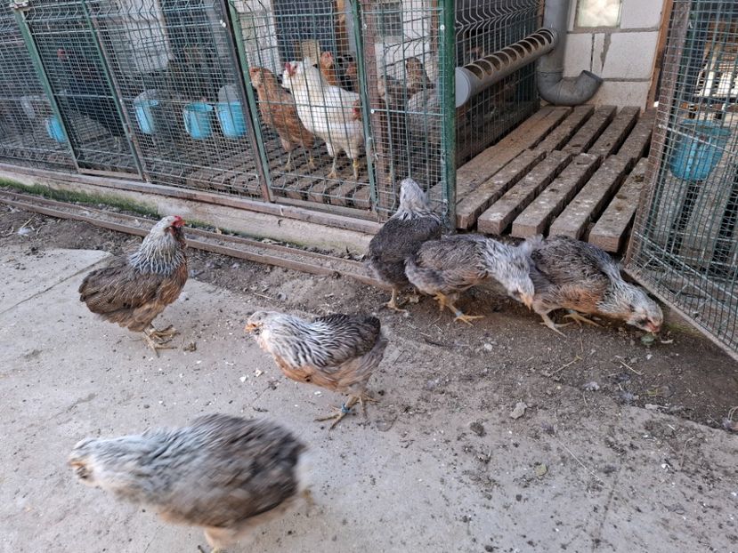  - Găini Araucana Argintiu -Silver