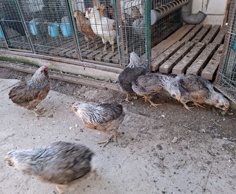 - Găini Araucana Argintiu -Silver