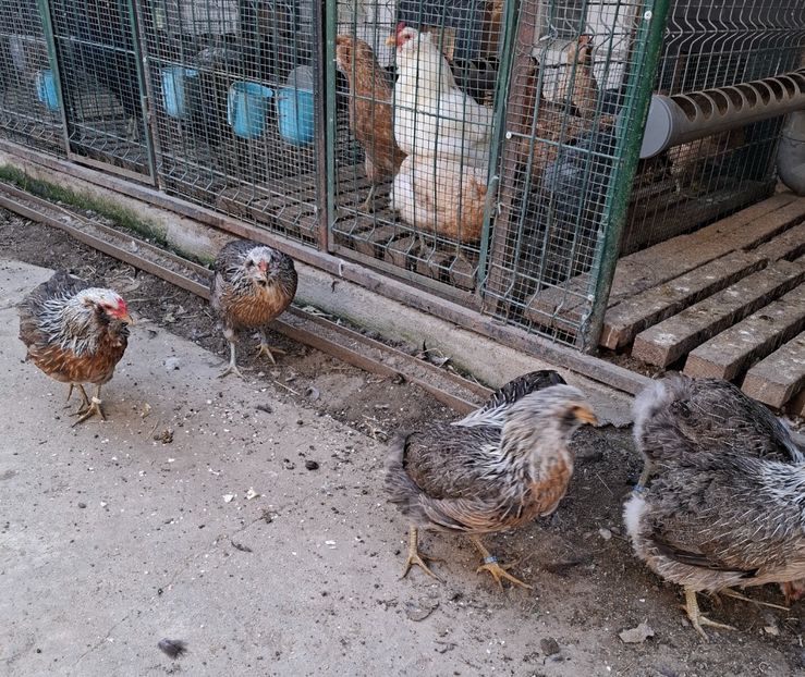  - Găini Araucana Argintiu -Silver