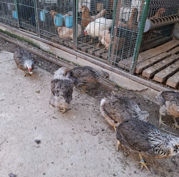  - Găini Araucana Argintiu -Silver