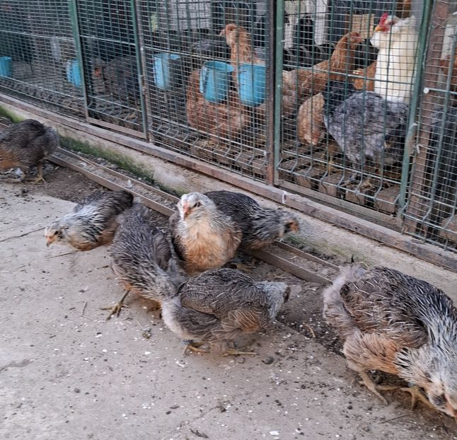  - Găini Araucana Argintiu -Silver