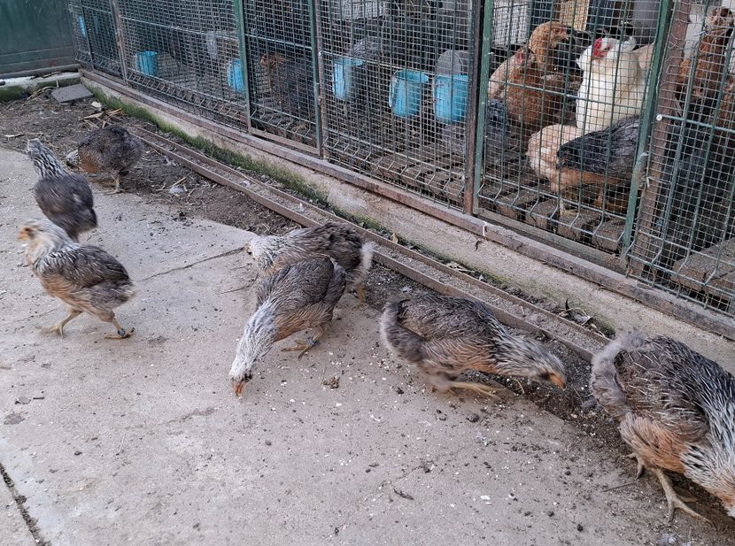  - Găini Araucana Argintiu -Silver