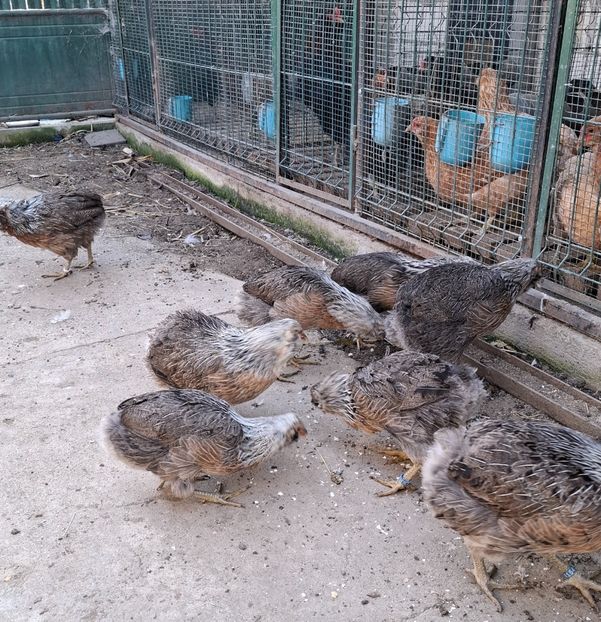  - Găini Araucana Argintiu -Silver