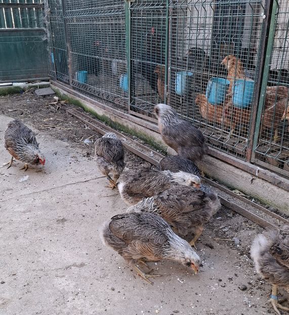  - Găini Araucana Argintiu -Silver