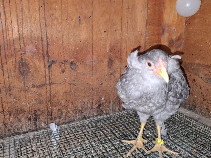 Albastru 24 - Gaini Araucana Albastru