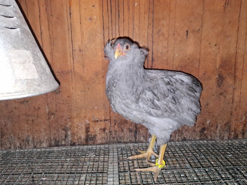 Mascul 2024 - Gaini Araucana Albastru