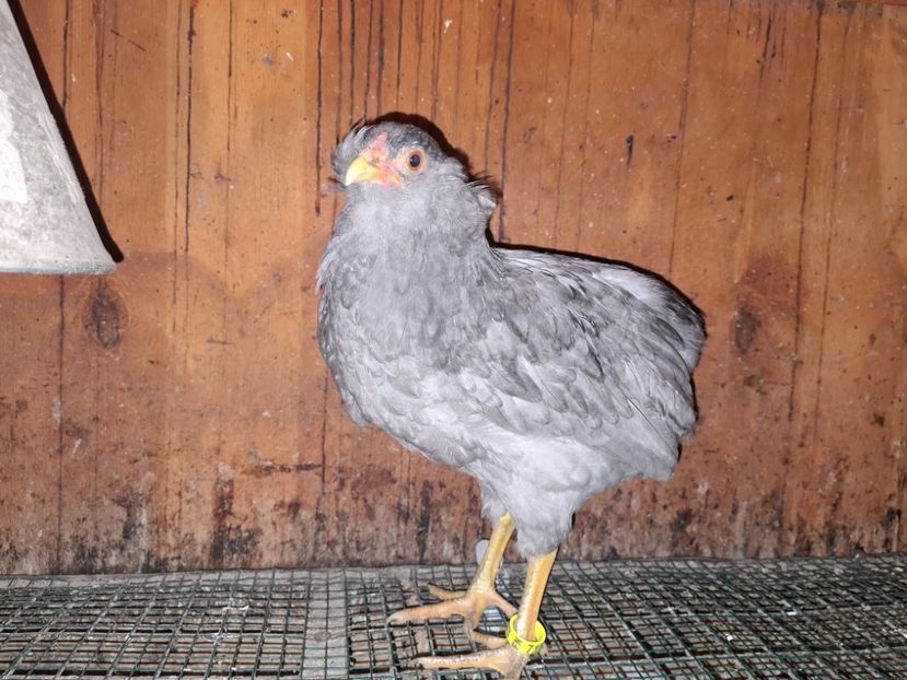 Mascul 2024 - Gaini Araucana Albastru