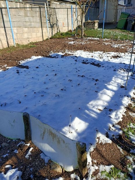 Img.2024.01.20 - X-Dalii sau Gheorghine