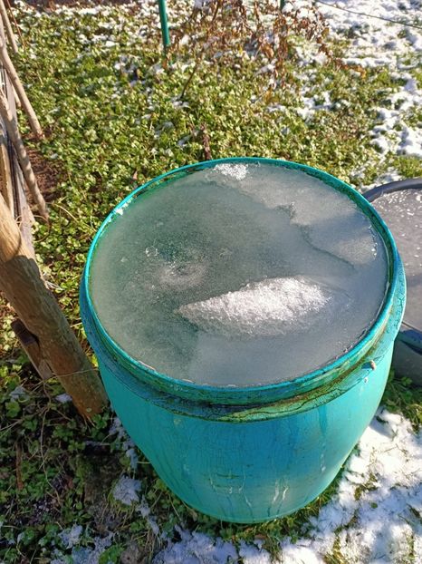 Img.2024.01.20 - X-Dalii sau Gheorghine