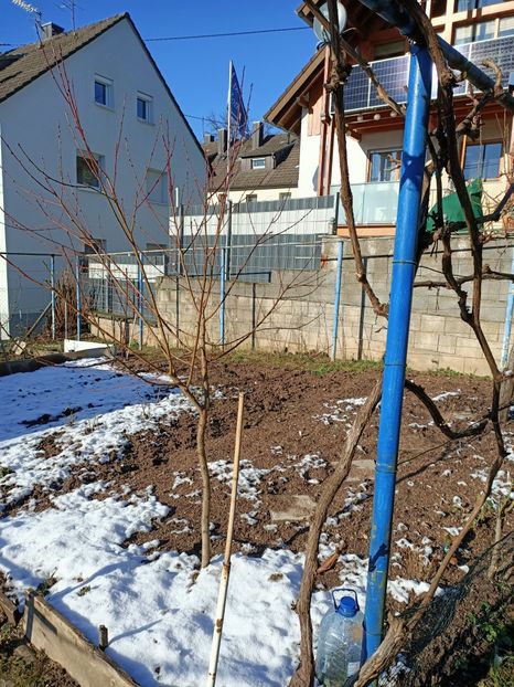 Img.2024.01.20 - X-Dalii sau Gheorghine