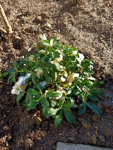 Img.2024.01.20 - X-Dalii sau Gheorghine