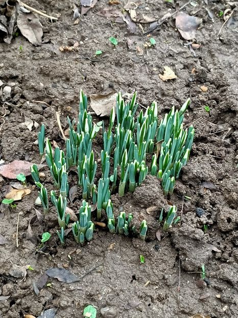 Img.2024.01.31 - X-Dalii sau Gheorghine