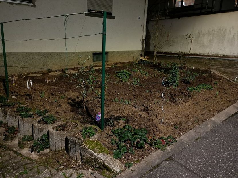 Img.2024.02.17 - X-Dalii sau Gheorghine