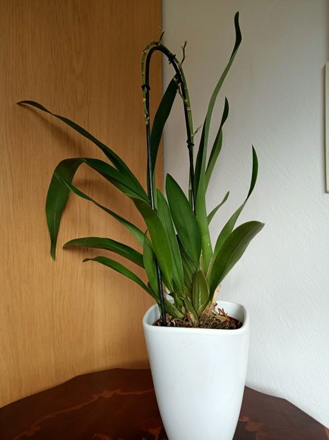 Img.2024.02.25 - 9-Orchideele mele
