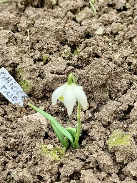 Img.2024.03.10 - X-Dalii sau Gheorghine