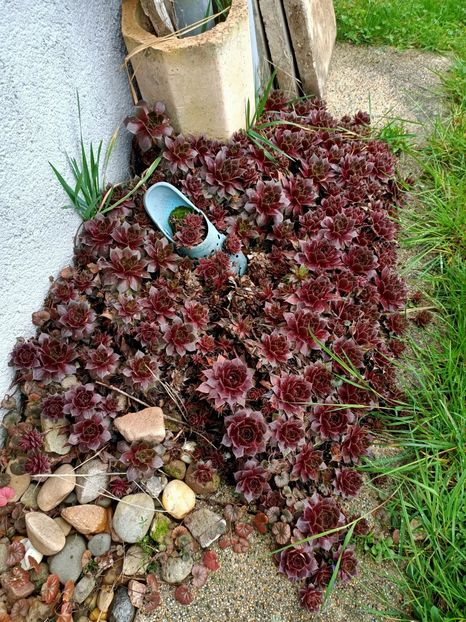 Img.2024.03.16 - Suculente