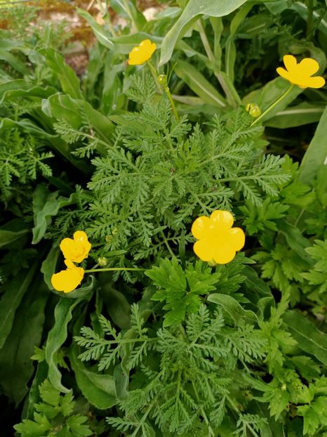 Img.2024.04.08 - X-Dalii sau Gheorghine