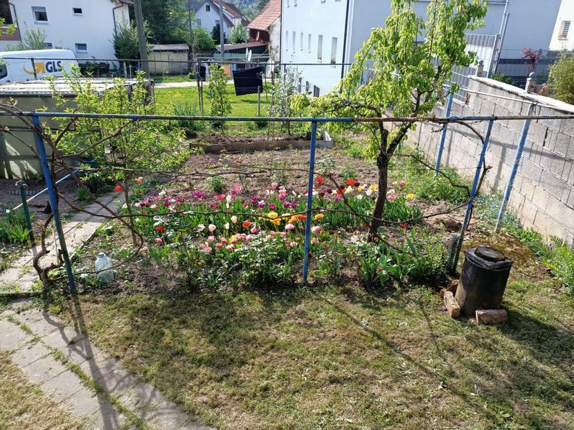 Img.2024.04.13 - X-Dalii sau Gheorghine