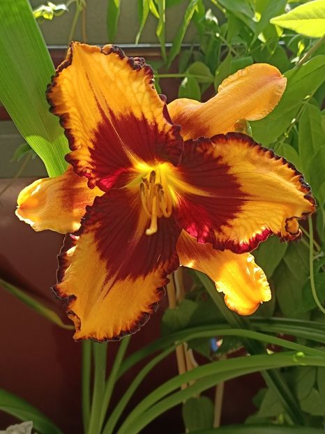 Img.2024.06.08 - X-Dalii sau Gheorghine