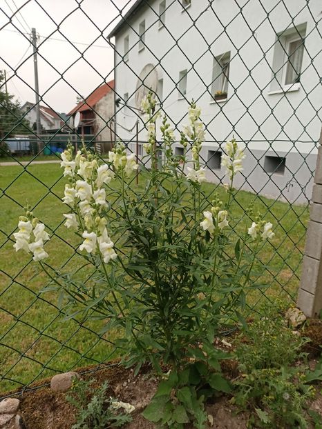 Img.2024.06.29 - X-Dalii sau Gheorghine