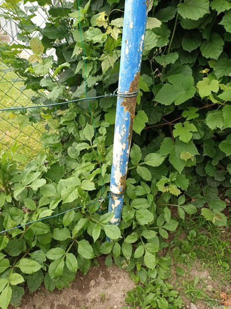 Img.2024.06.29 - X-Dalii sau Gheorghine