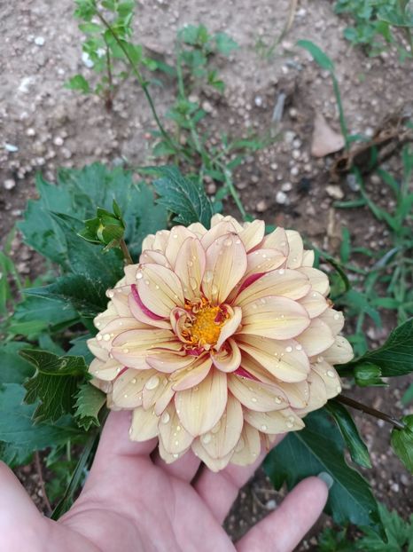 Img.2024.06.29 - X-Dalii sau Gheorghine