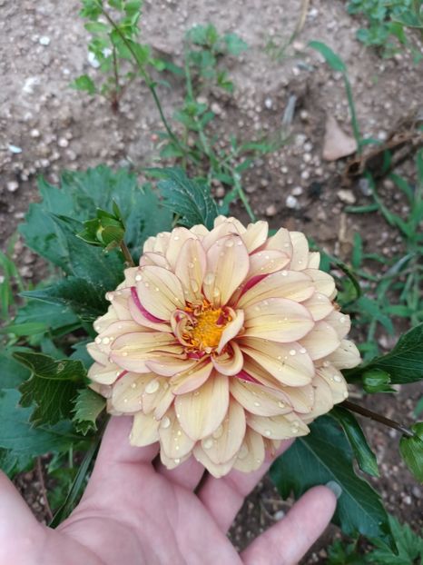 Img.2024.06.29 - X-Dalii sau Gheorghine