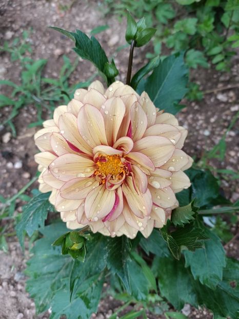 Img.2024.06.29 - X-Dalii sau Gheorghine