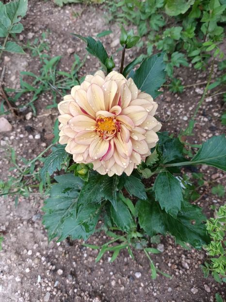 Img.2024.06.29 - X-Dalii sau Gheorghine