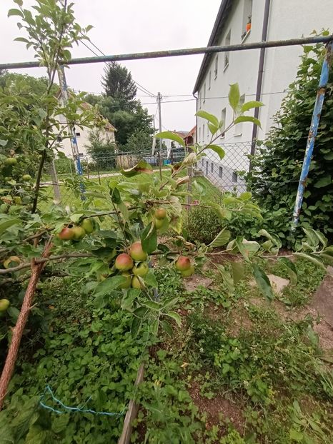 Img.2024.06.29 - X-Dalii sau Gheorghine