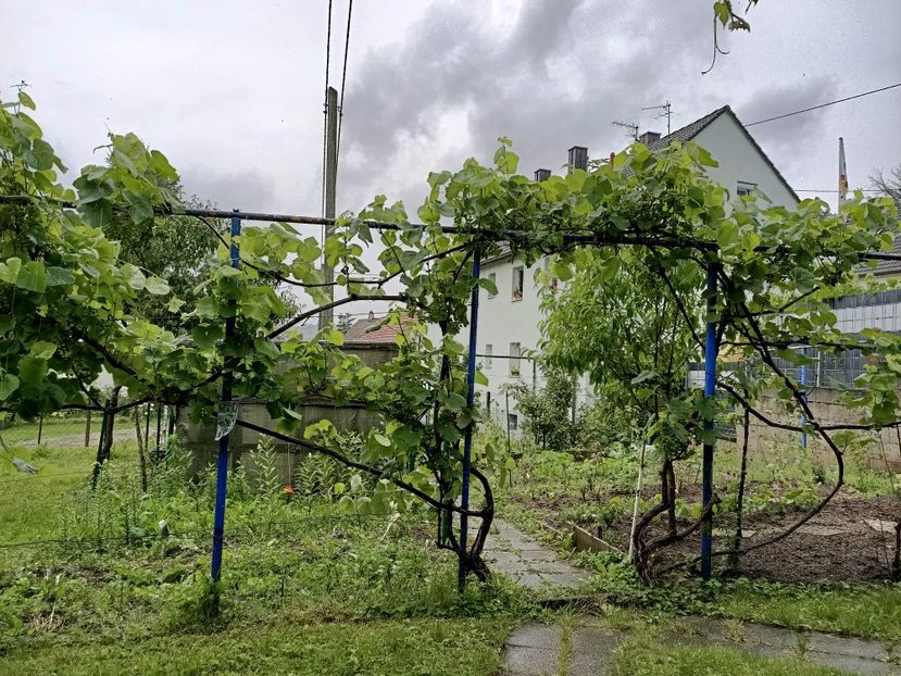 Img.2024.07.06 - X-Dalii sau Gheorghine