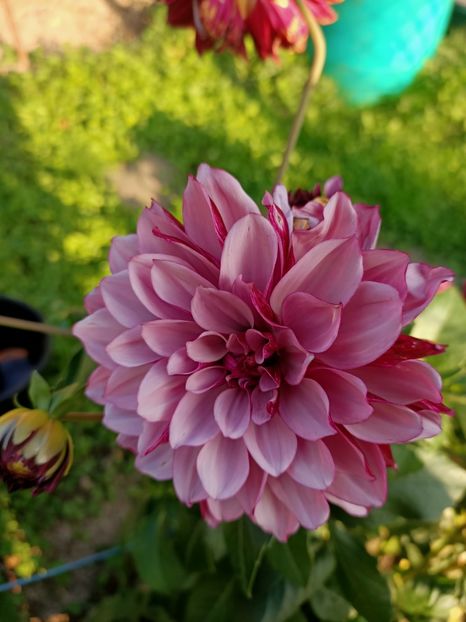 Img.2024.09.20 - X-Dalii sau Gheorghine